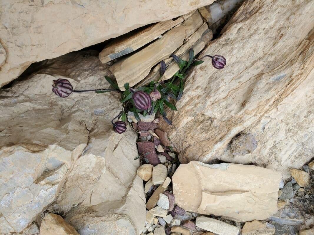 Silene uralensis 4