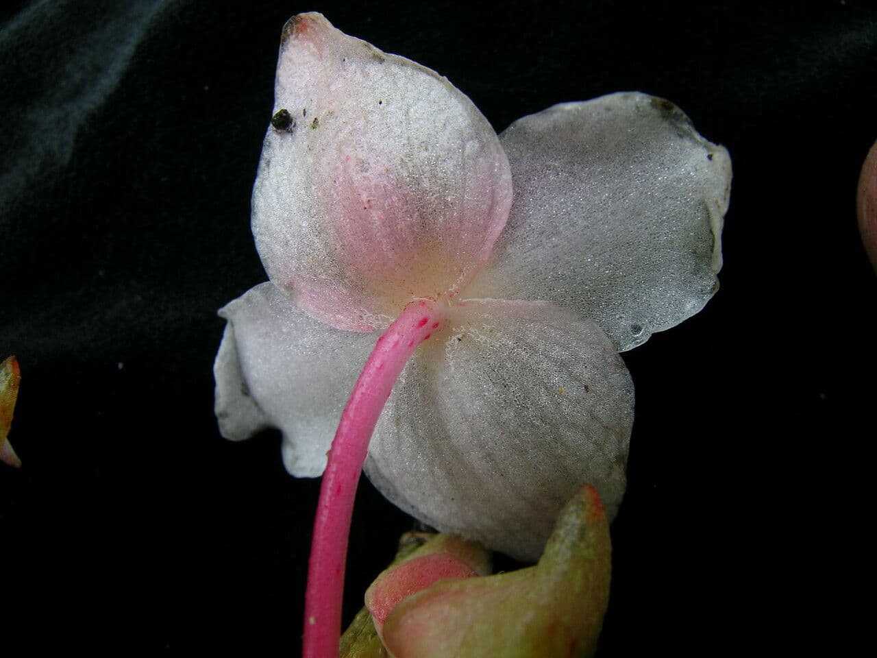 Begonia 6