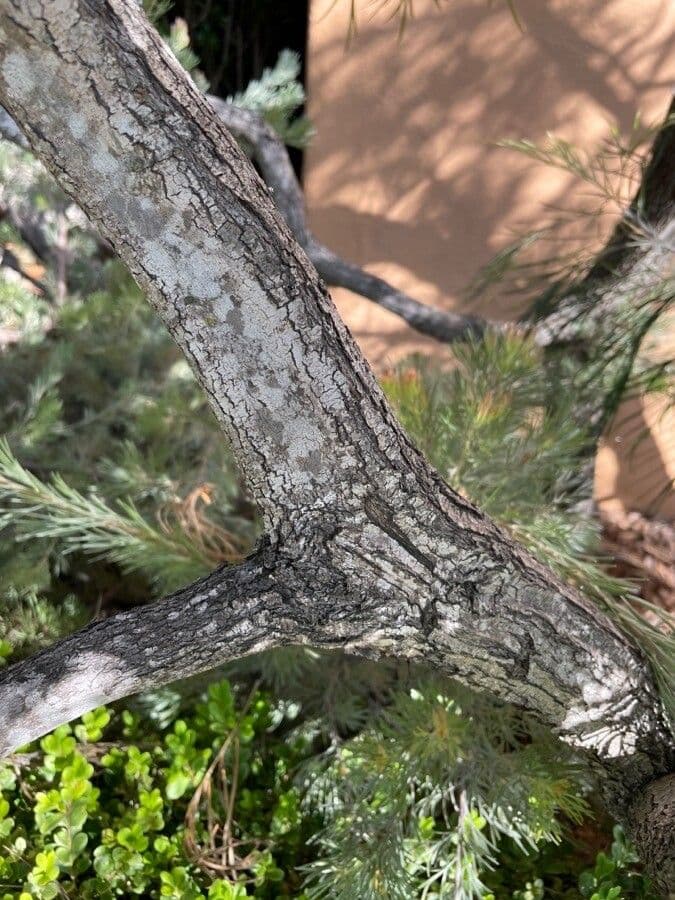Grevillea 22