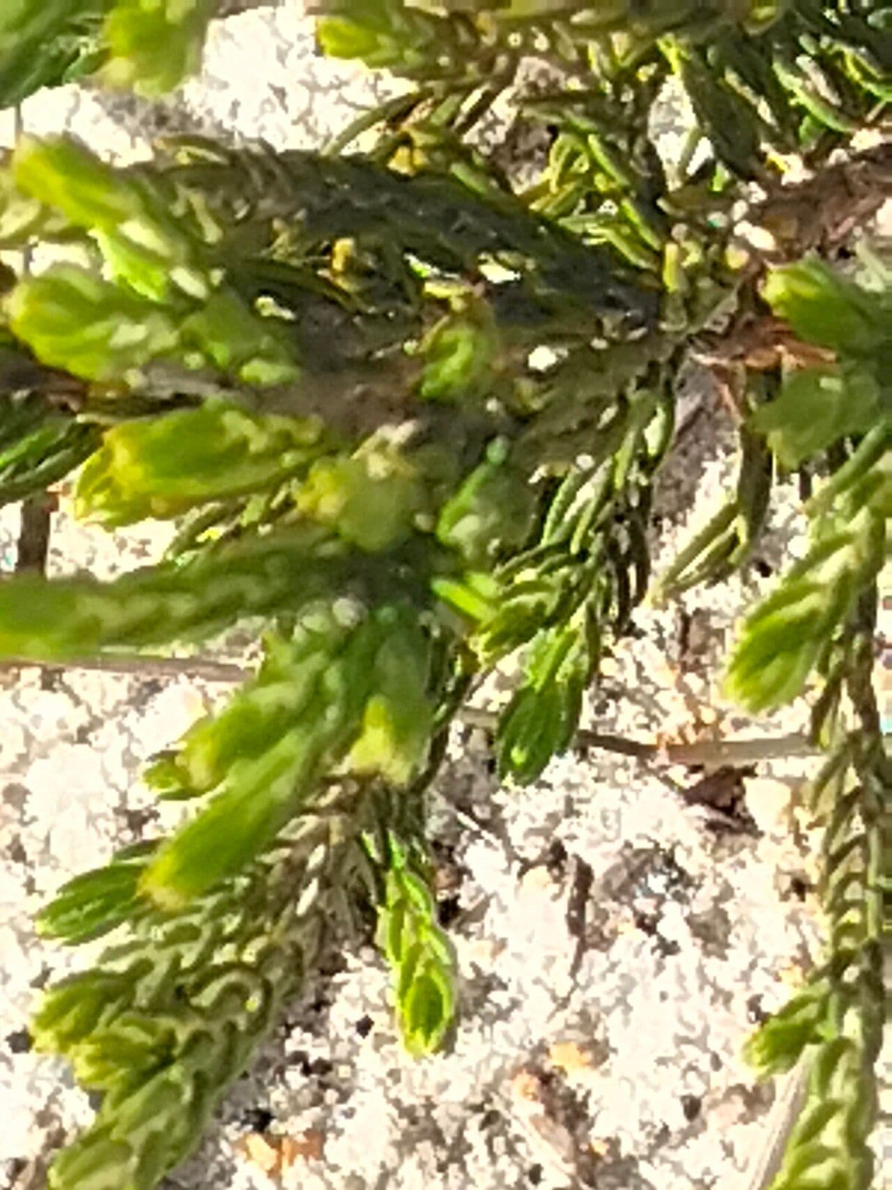 Passerina corimbosa 7