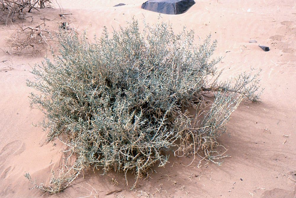 Anabasis articolata 13