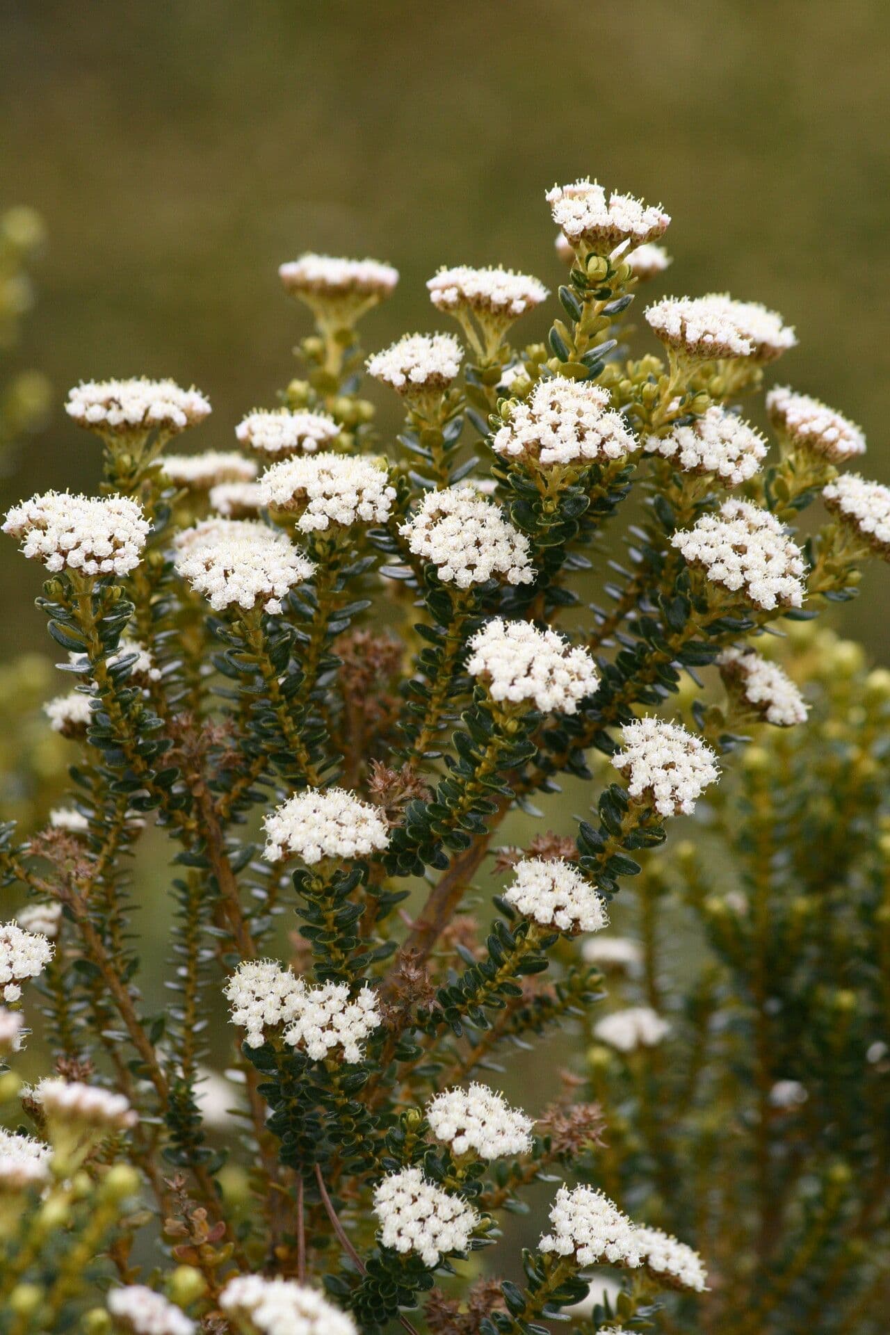 Ozothamnus 2