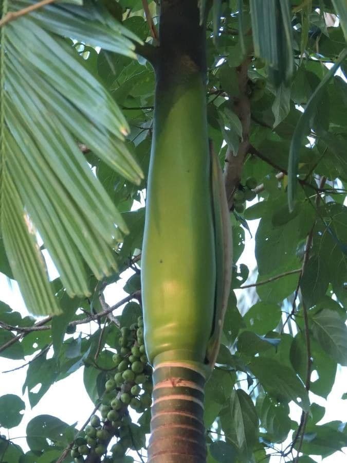 Areca 29