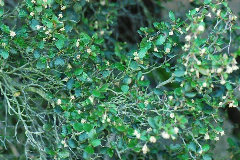 Cercocarpus montanus 4