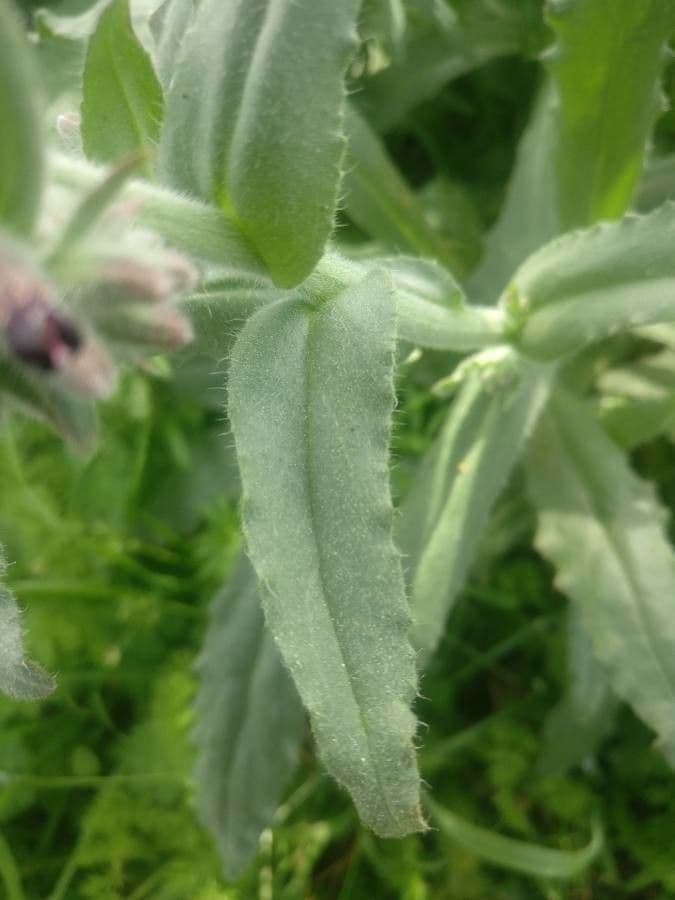 Anchusa 12