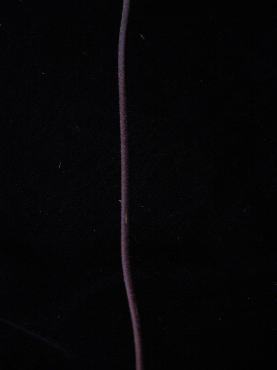 Udener Klintonie 4