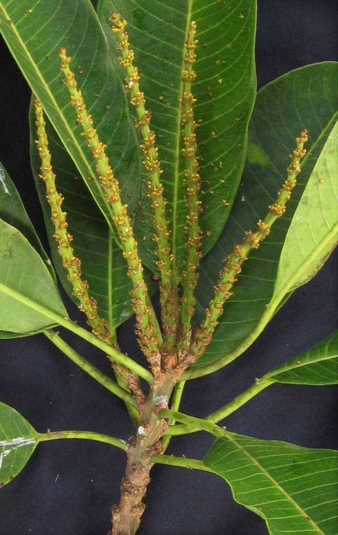 Sapium 7