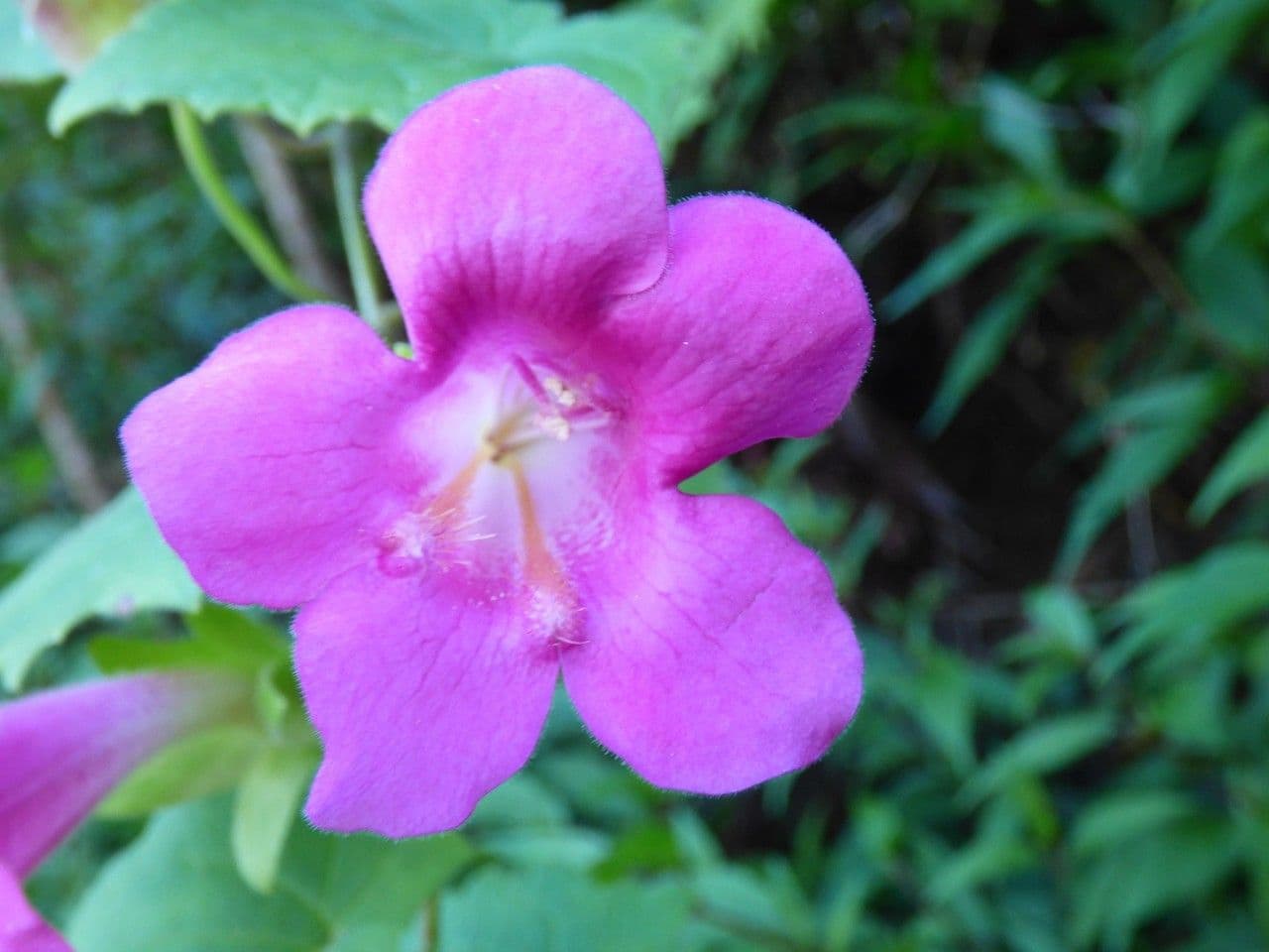 Lophospermum 3