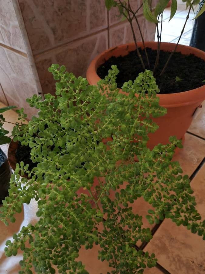 Pilea microphylla 17