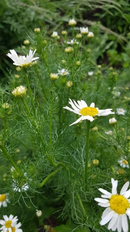 Scentless mayweed 18