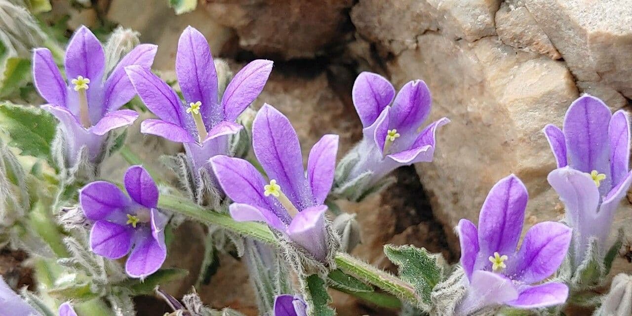 Campanula 2