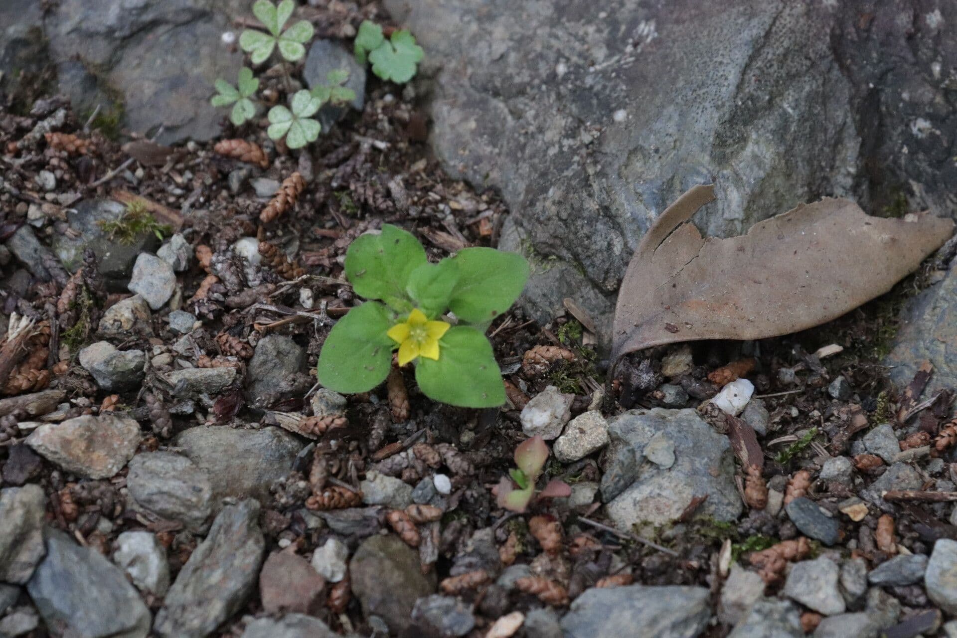 Lisimachia giapponese