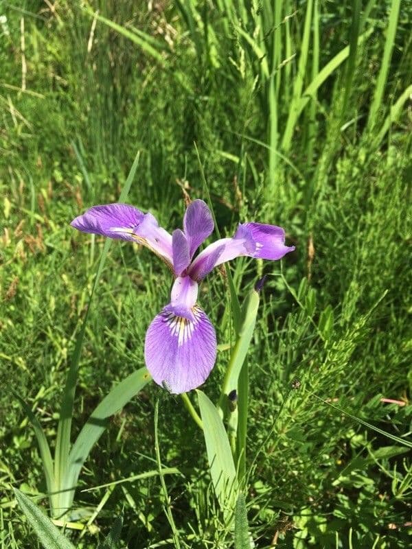 Iris versicolor 5