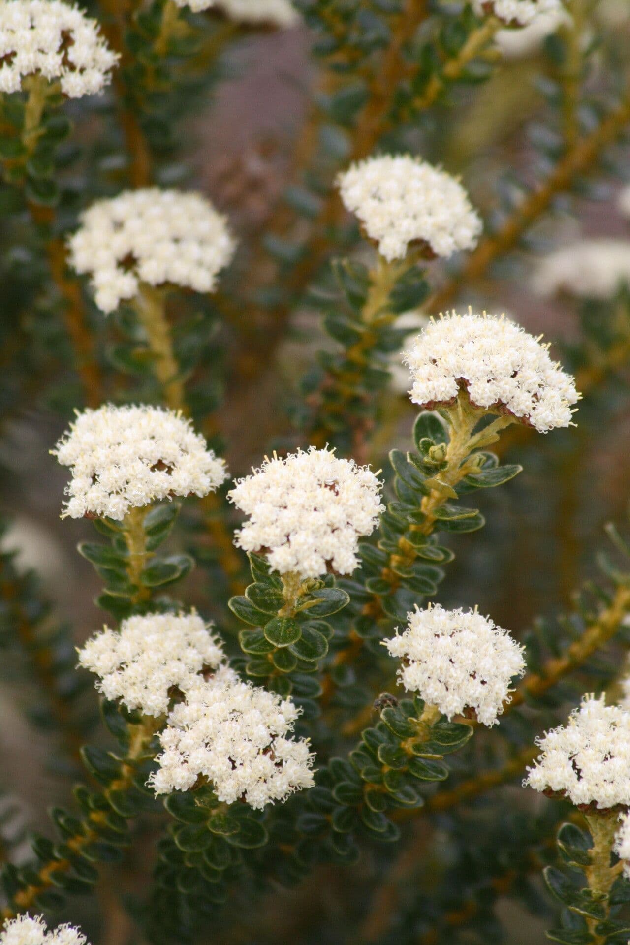 Ozothamnus