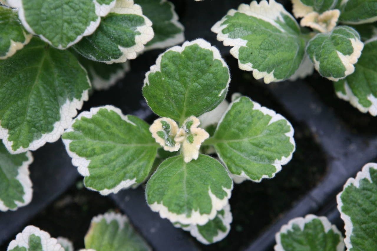 Plectranthus 9