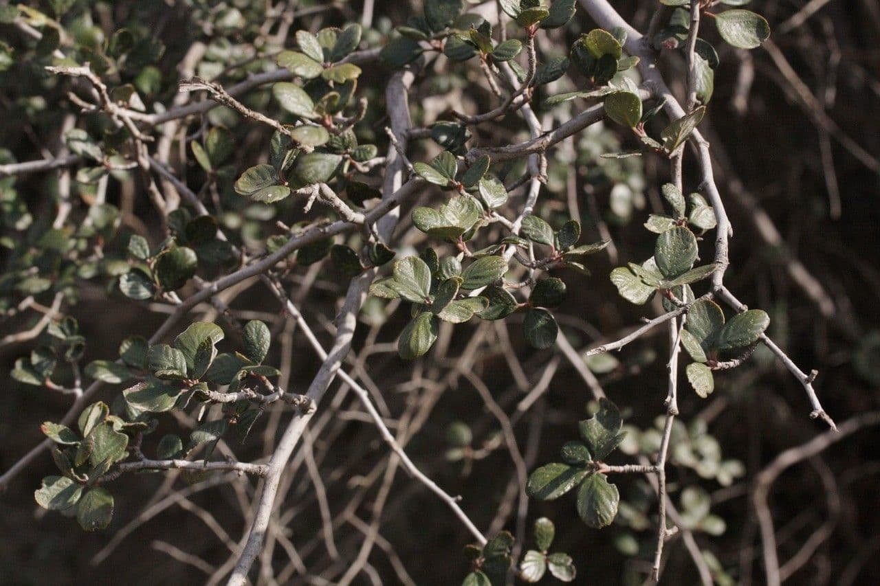 Cercocarpus montanus 11