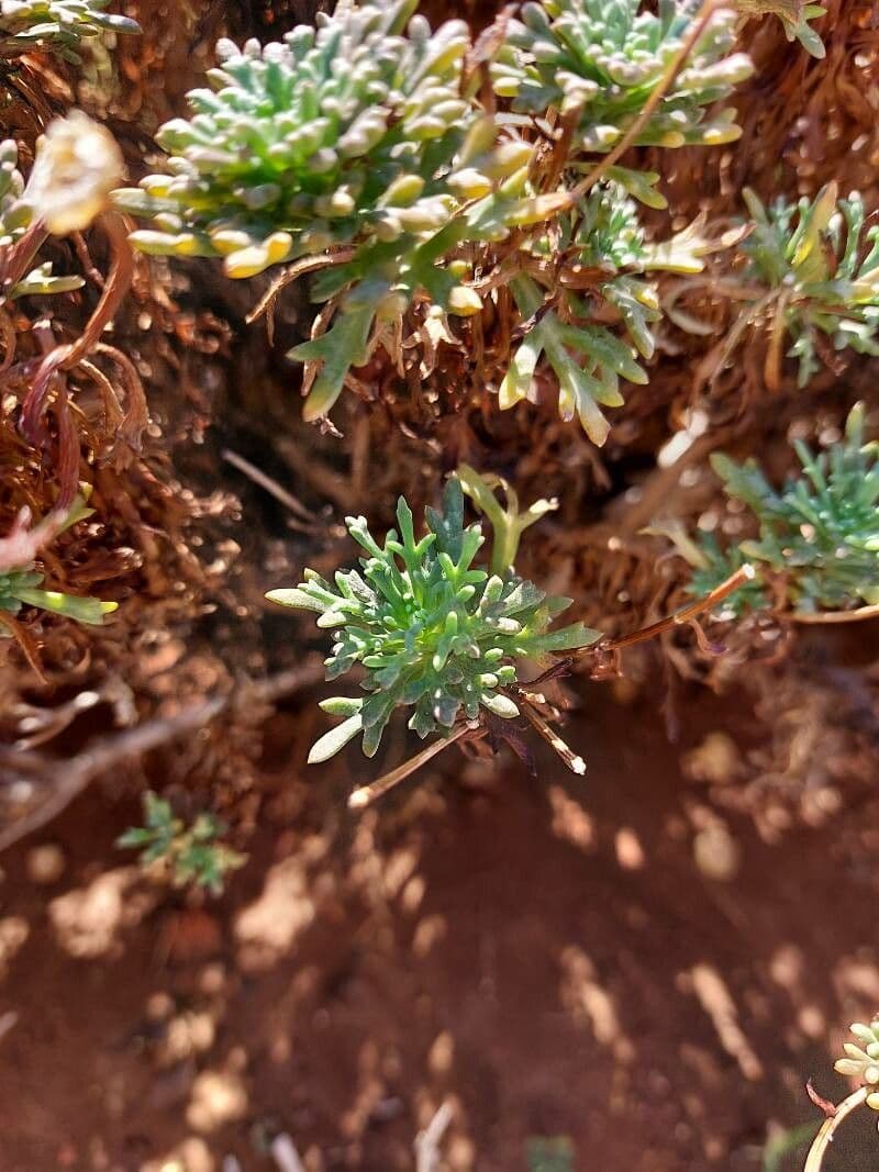Sassifraga cuneata 11