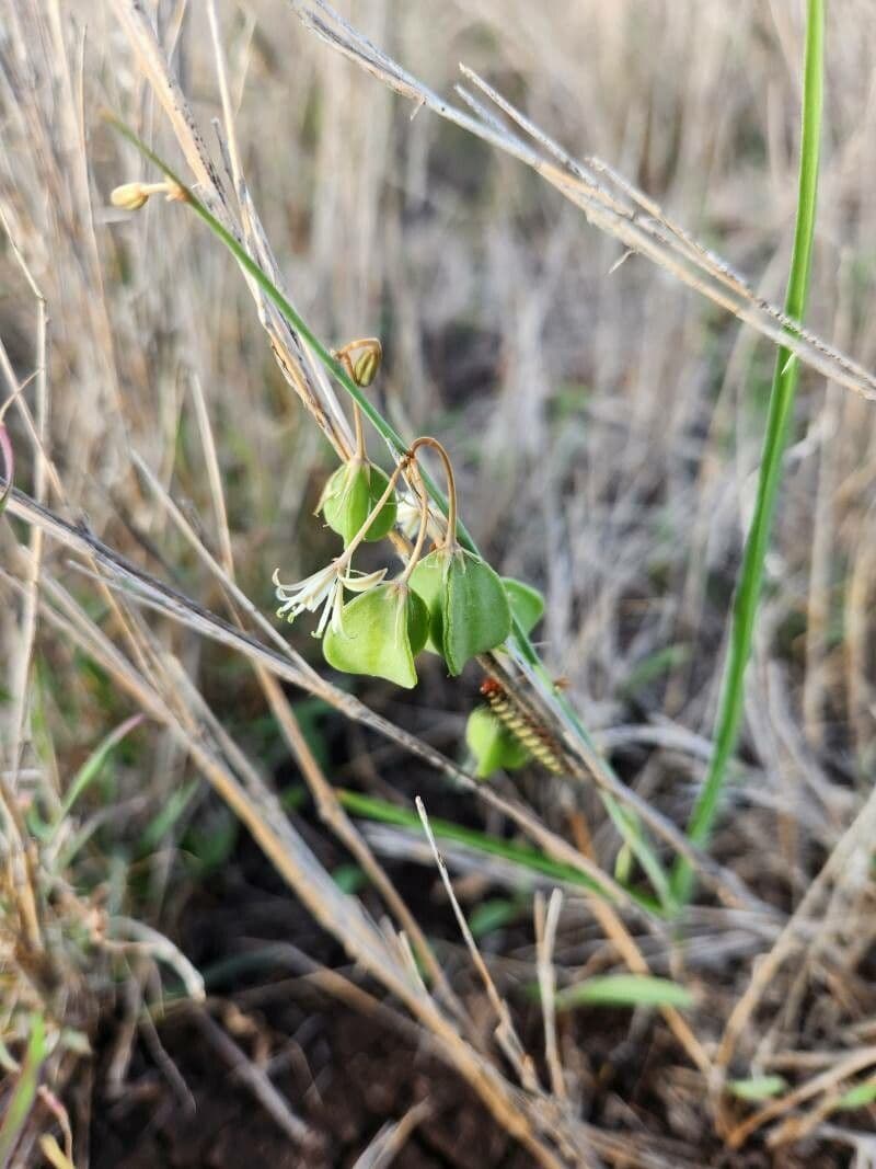 Trachyandra saltii 4