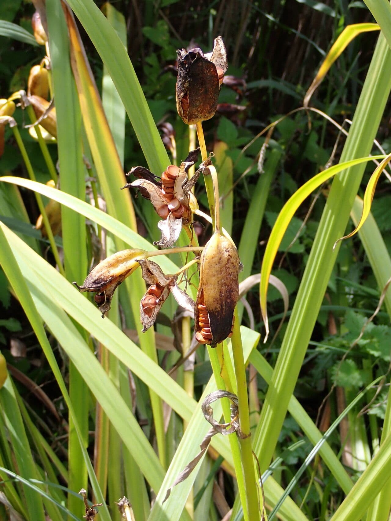 Sumpf-Schwertlilie 26