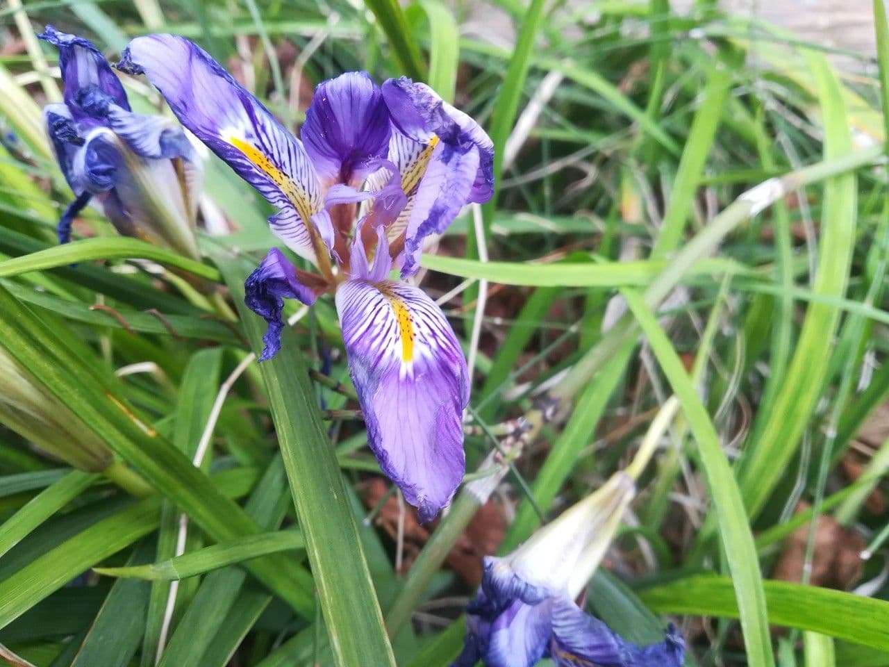 Iris 4
