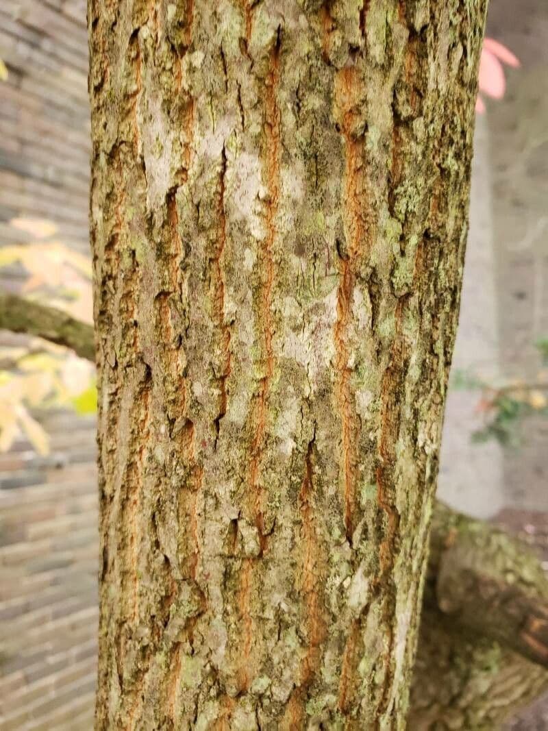 Oxydendrum 25