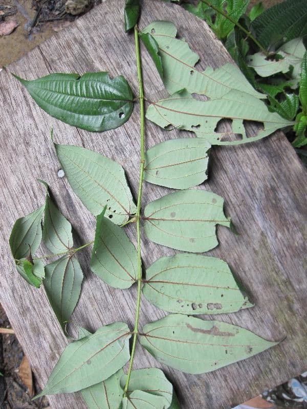 Miconia 3