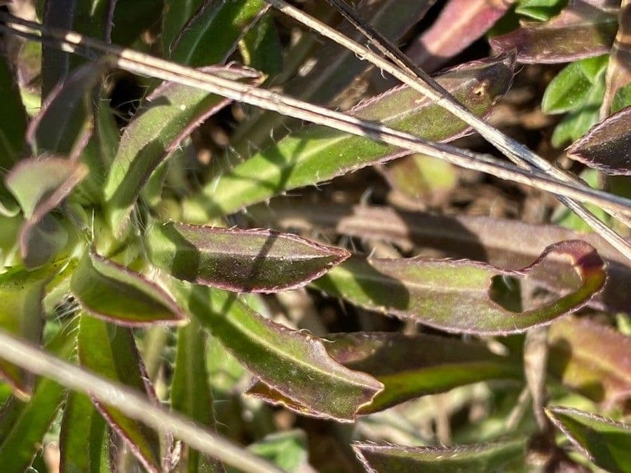 Alyssoides utriculata 20