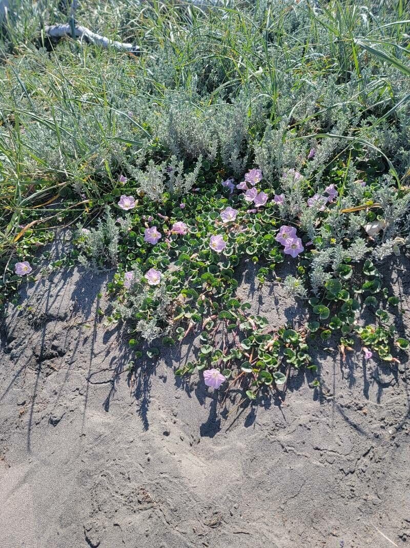 Strandwinde 12