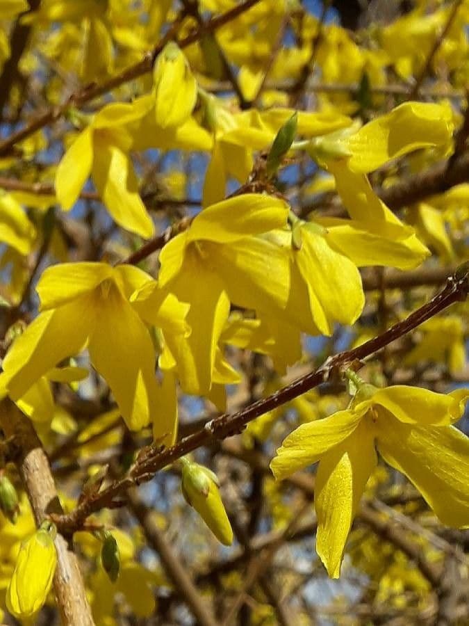 Forsythia pendula 7