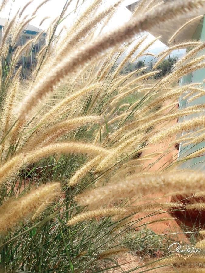 Setaria minore 9