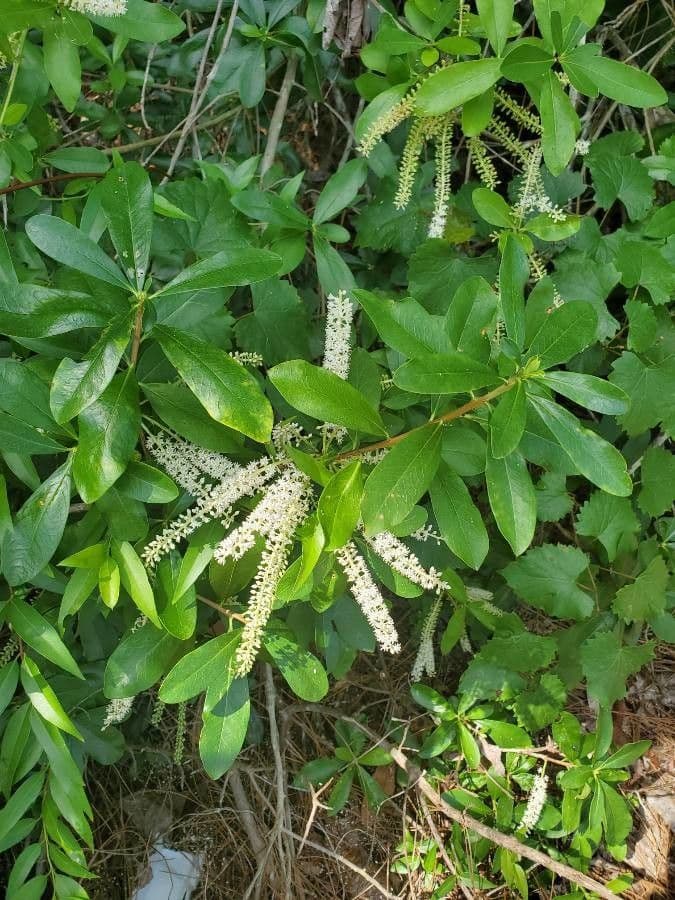 Cyrila 7