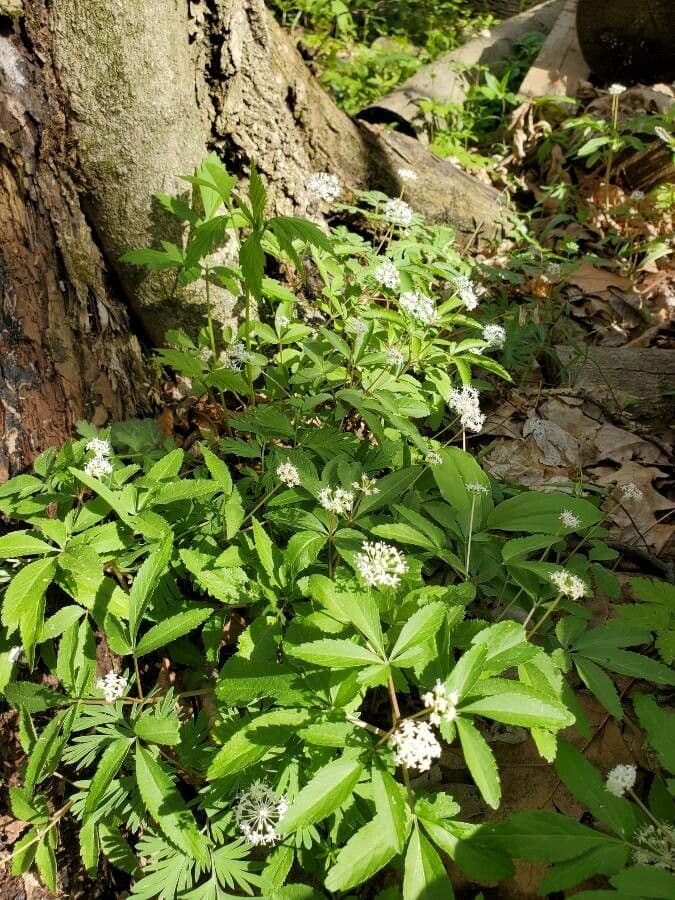 Panax trifolius 10