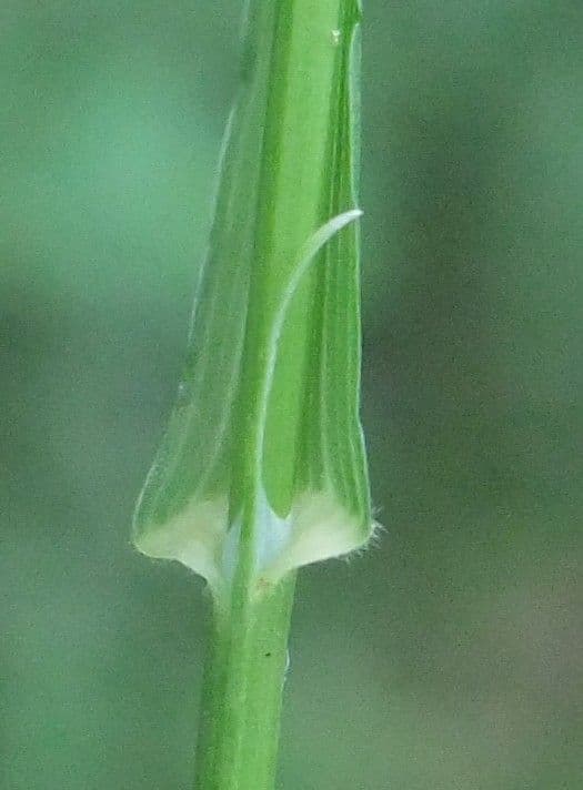 Melica uniflora 20