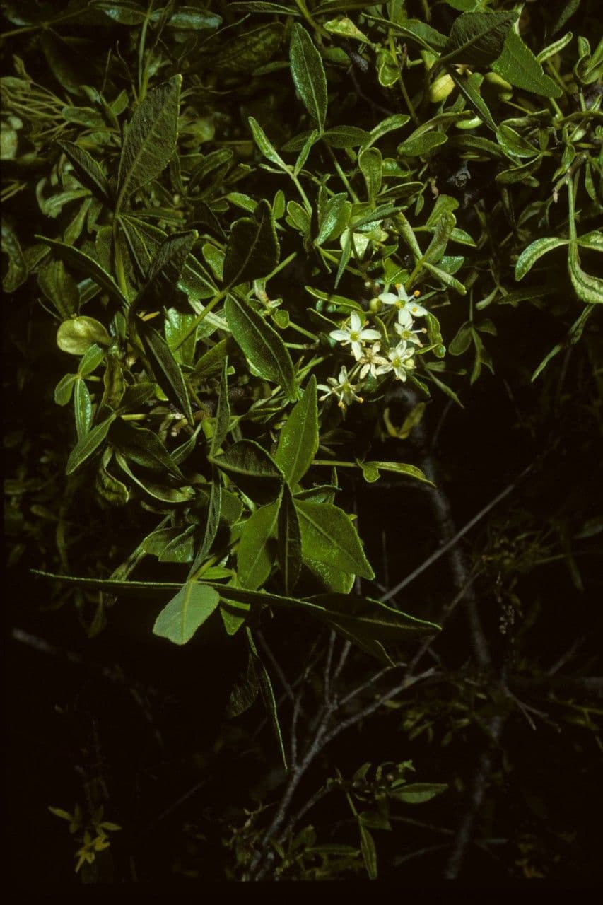 Ptelea crenulata 10