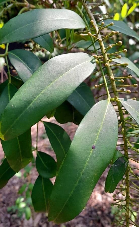 Pilocarpus pernatý 19