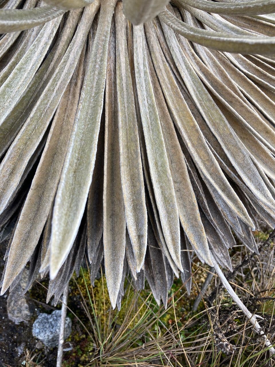 Espeletiopsis 13