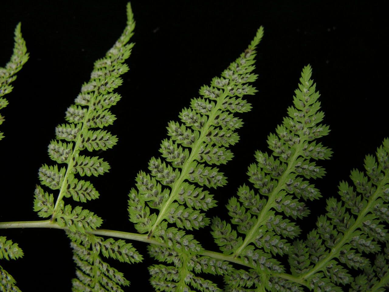 Athyrium 5