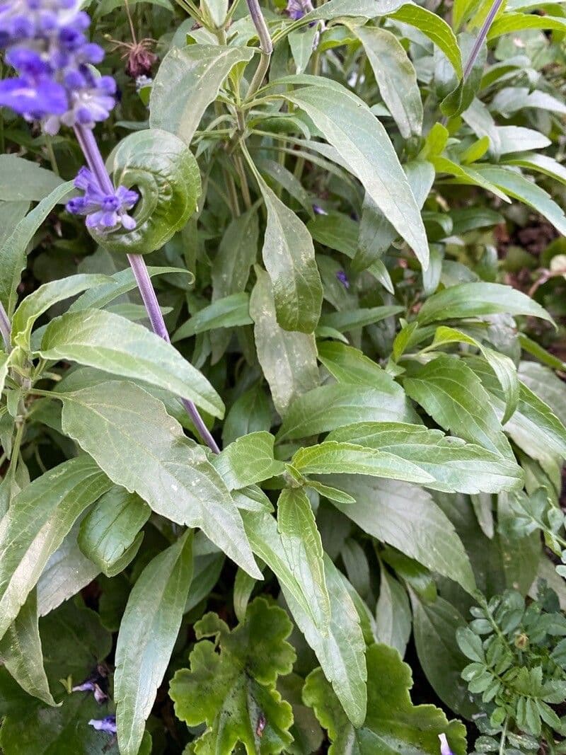 Mealy Sage 17
