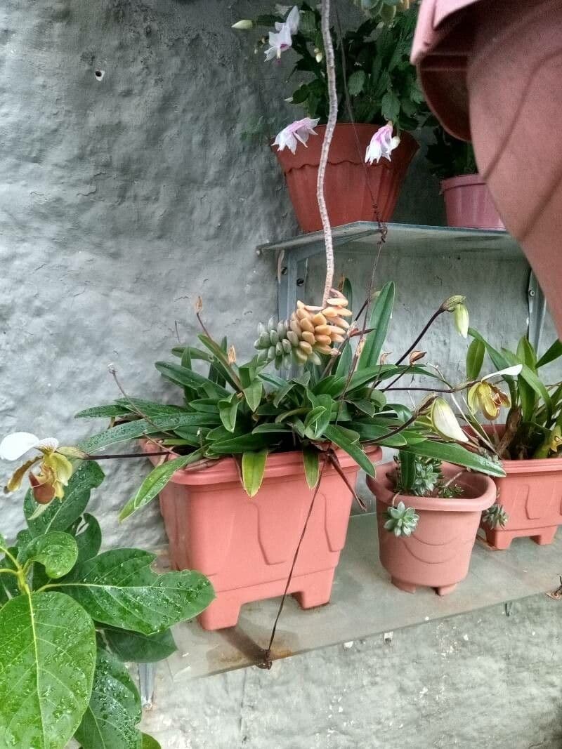 Paphiopedilum splendido 9