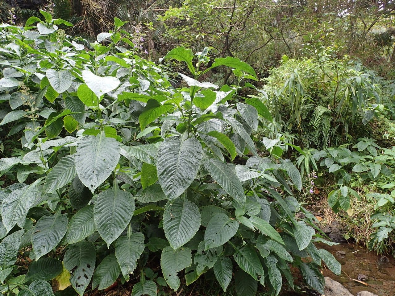 Brillantaisia 10