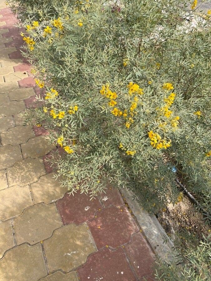 Senna 16