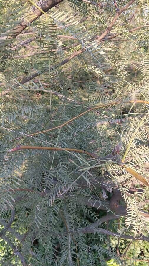 Mimosaceae 12