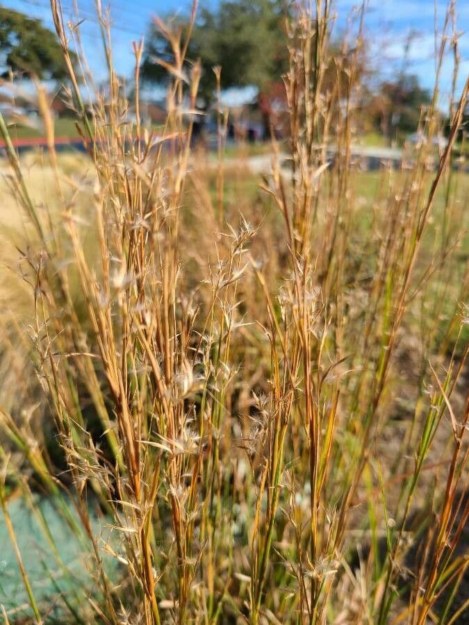 Erba della prateria 11