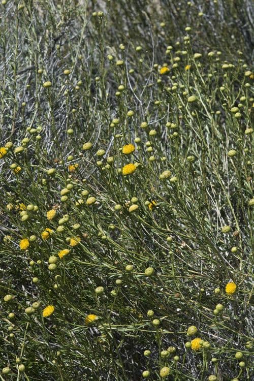 Gelber Aster 10