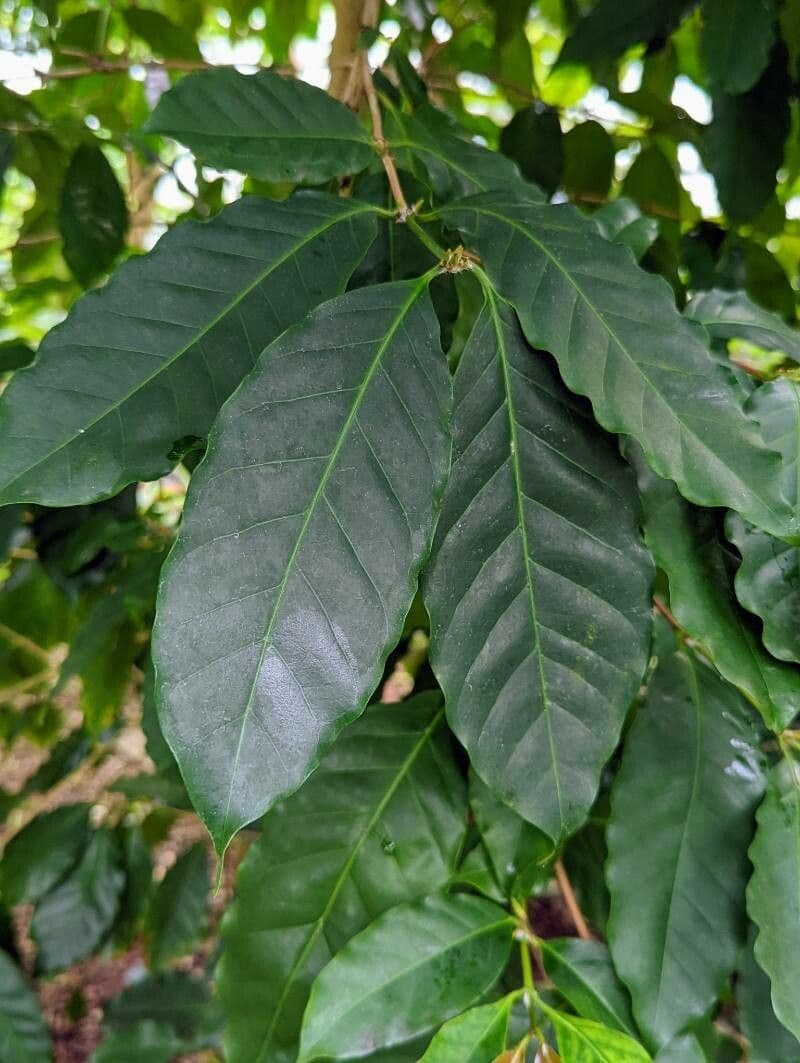Caffè a foglie strette 5