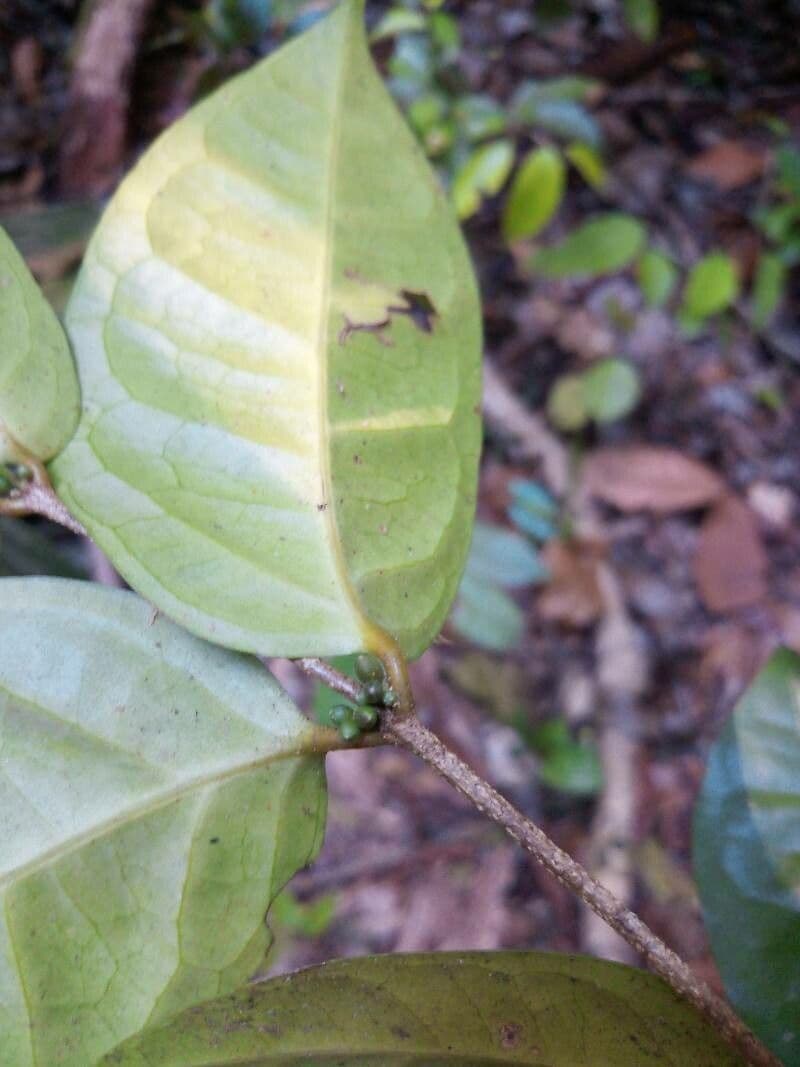 Cassipourea 7