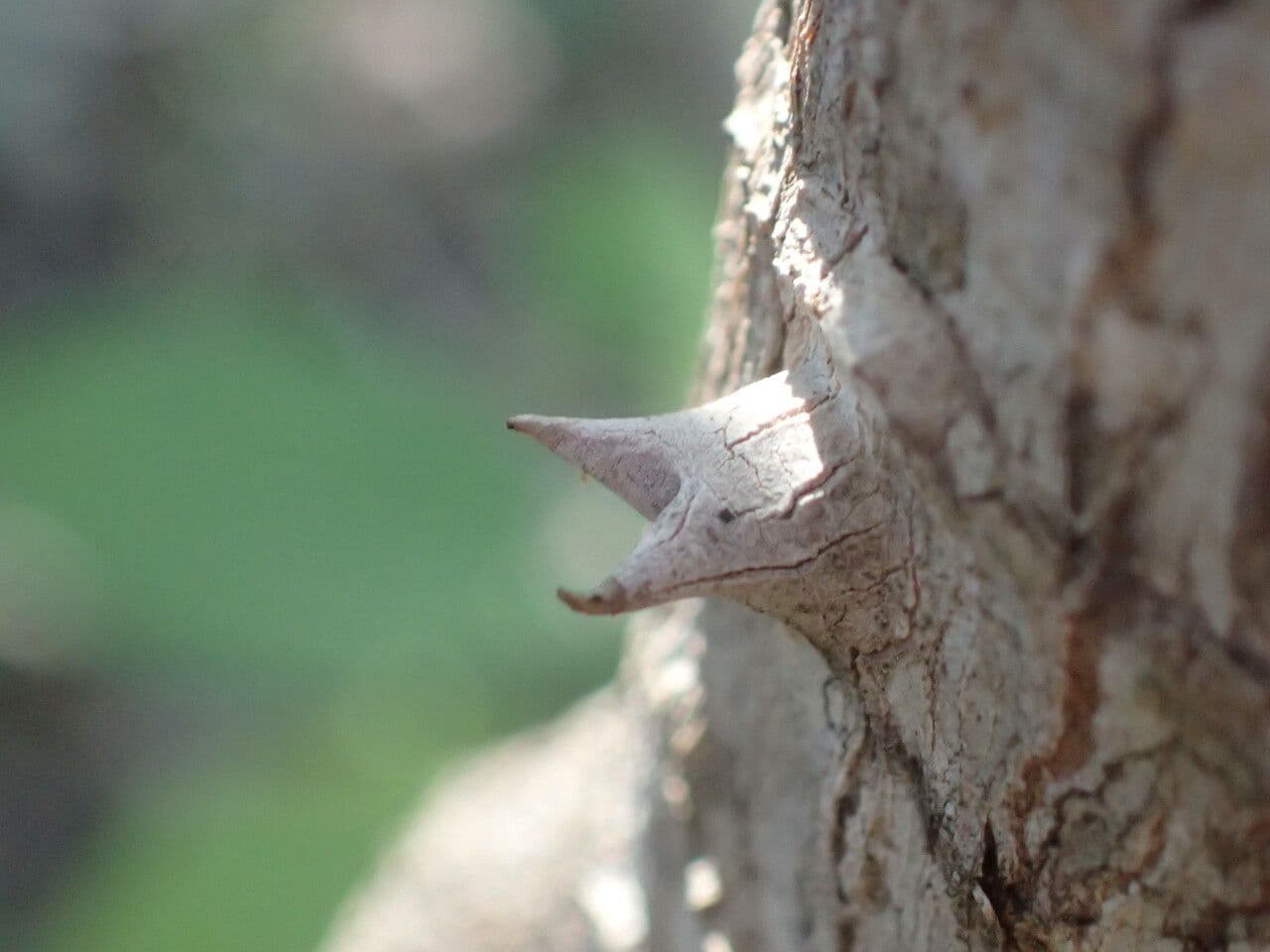 Anthocleista 3