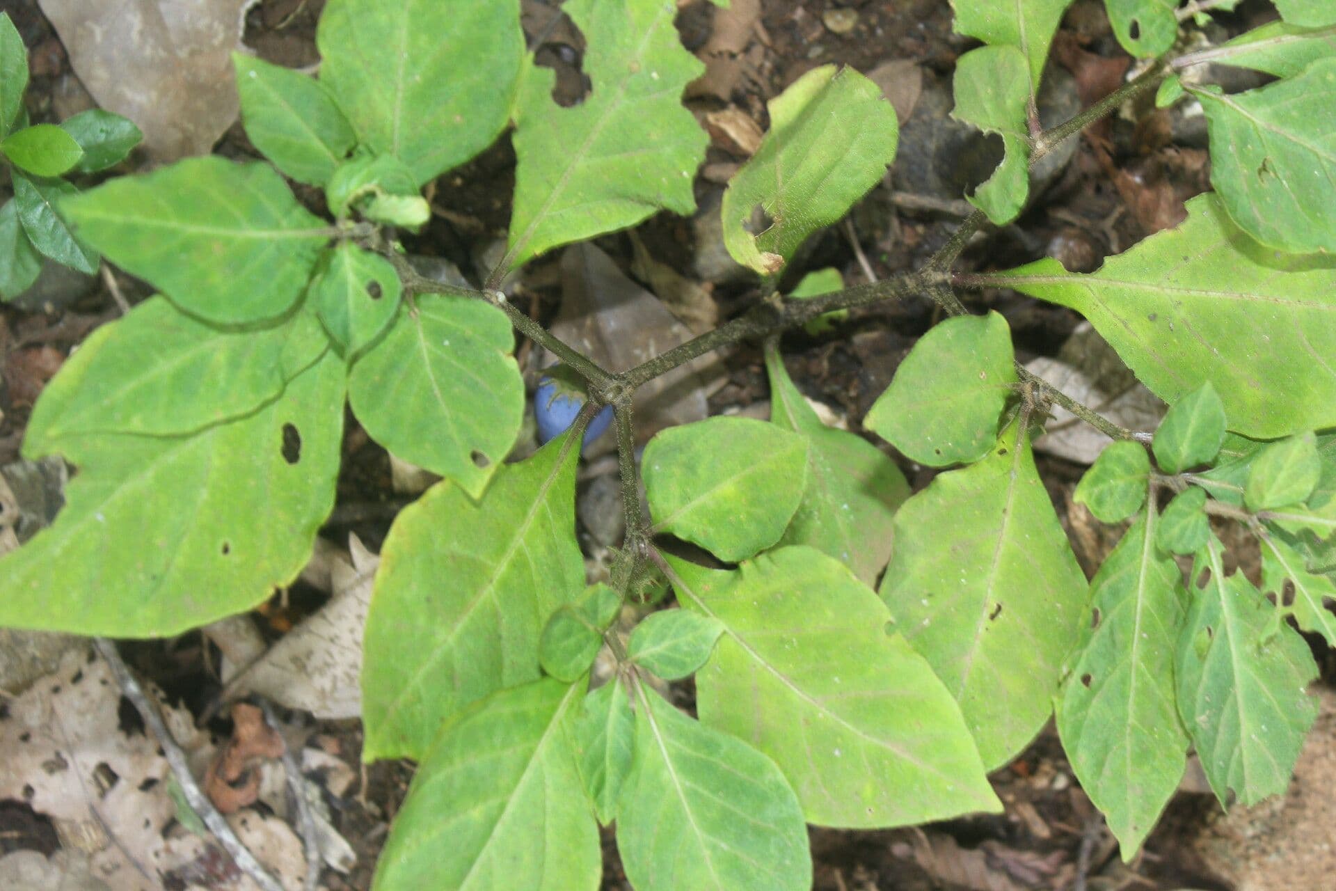 Lycianthes 6