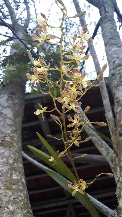 Encyclia 2