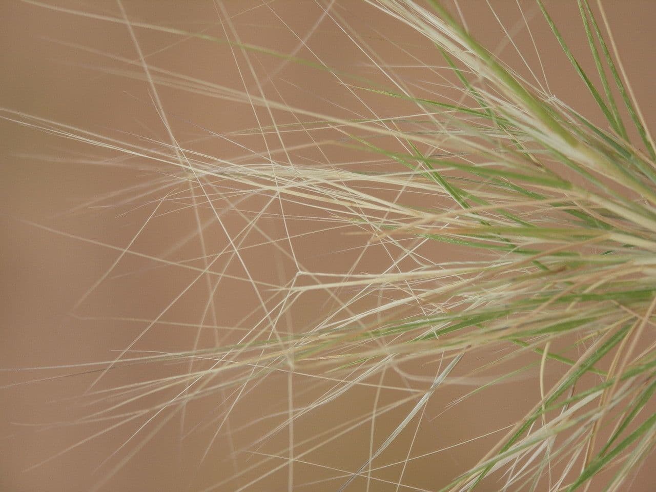 Aristida 5